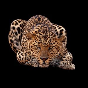 Meet your Posher, Darren